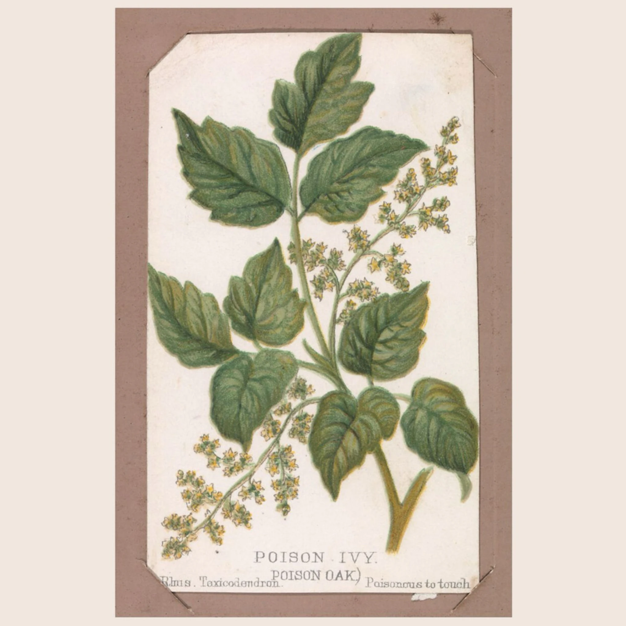 Muddyoush - Poison Ivy