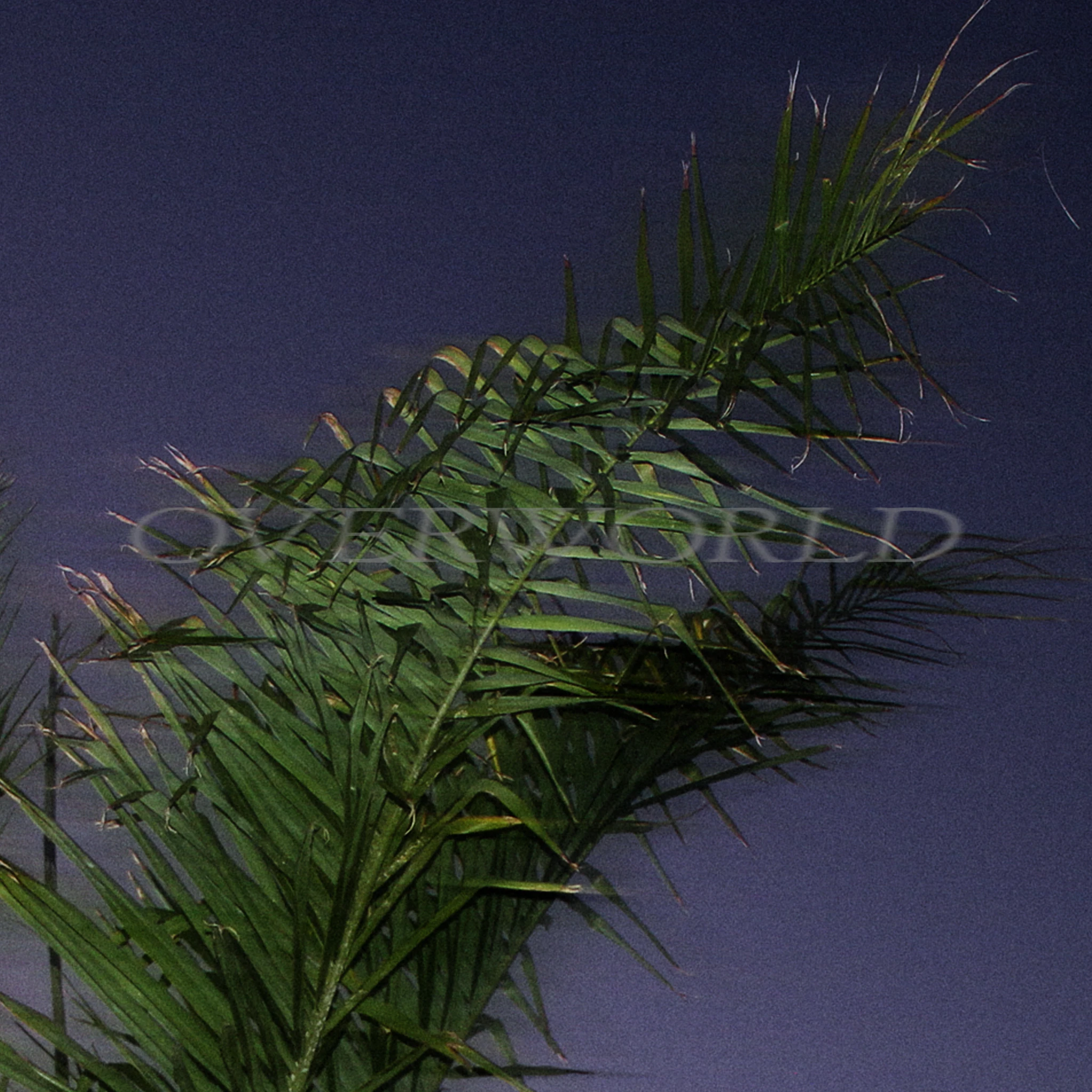 Dog Magic - Overworld