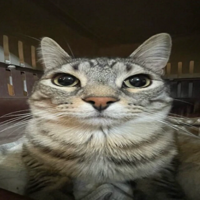 drtywhtvns - hallelujah, arranged and played by Gus