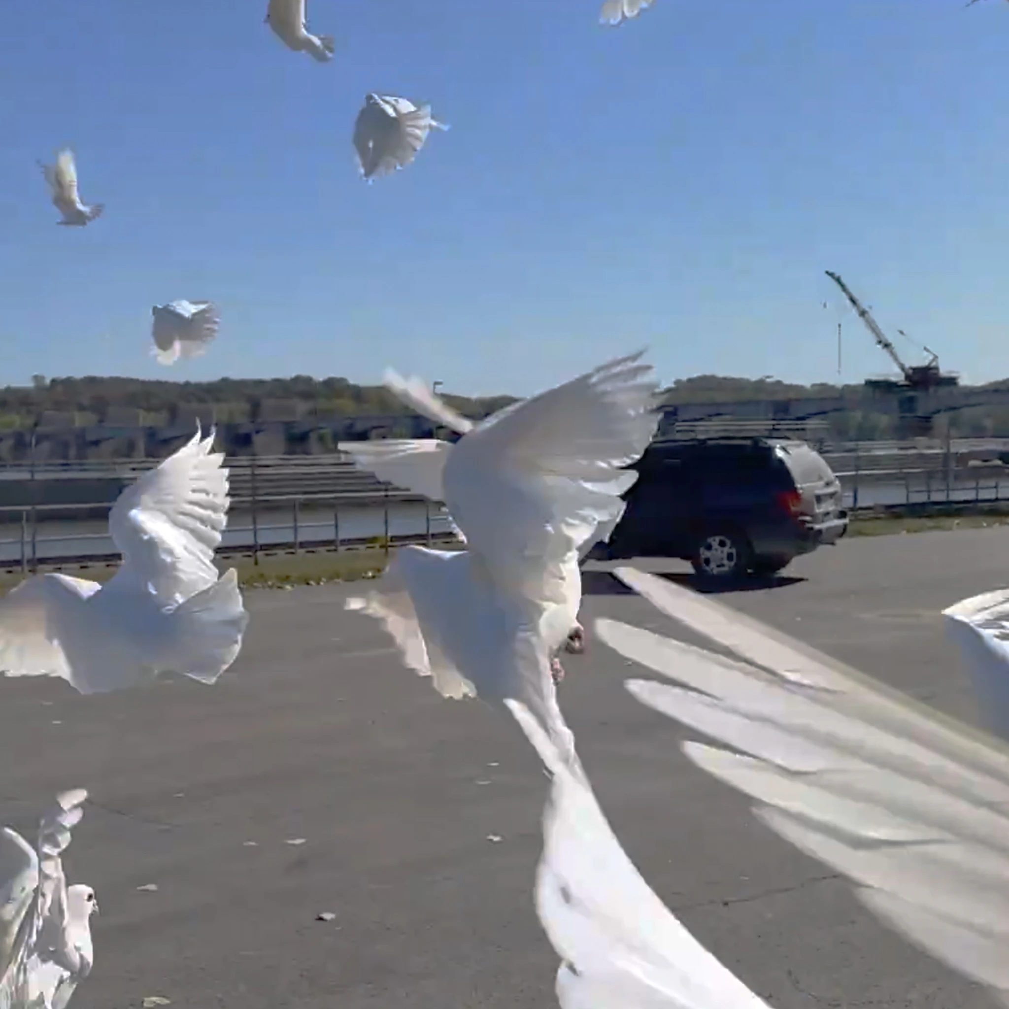 Tiffi M – Centipede