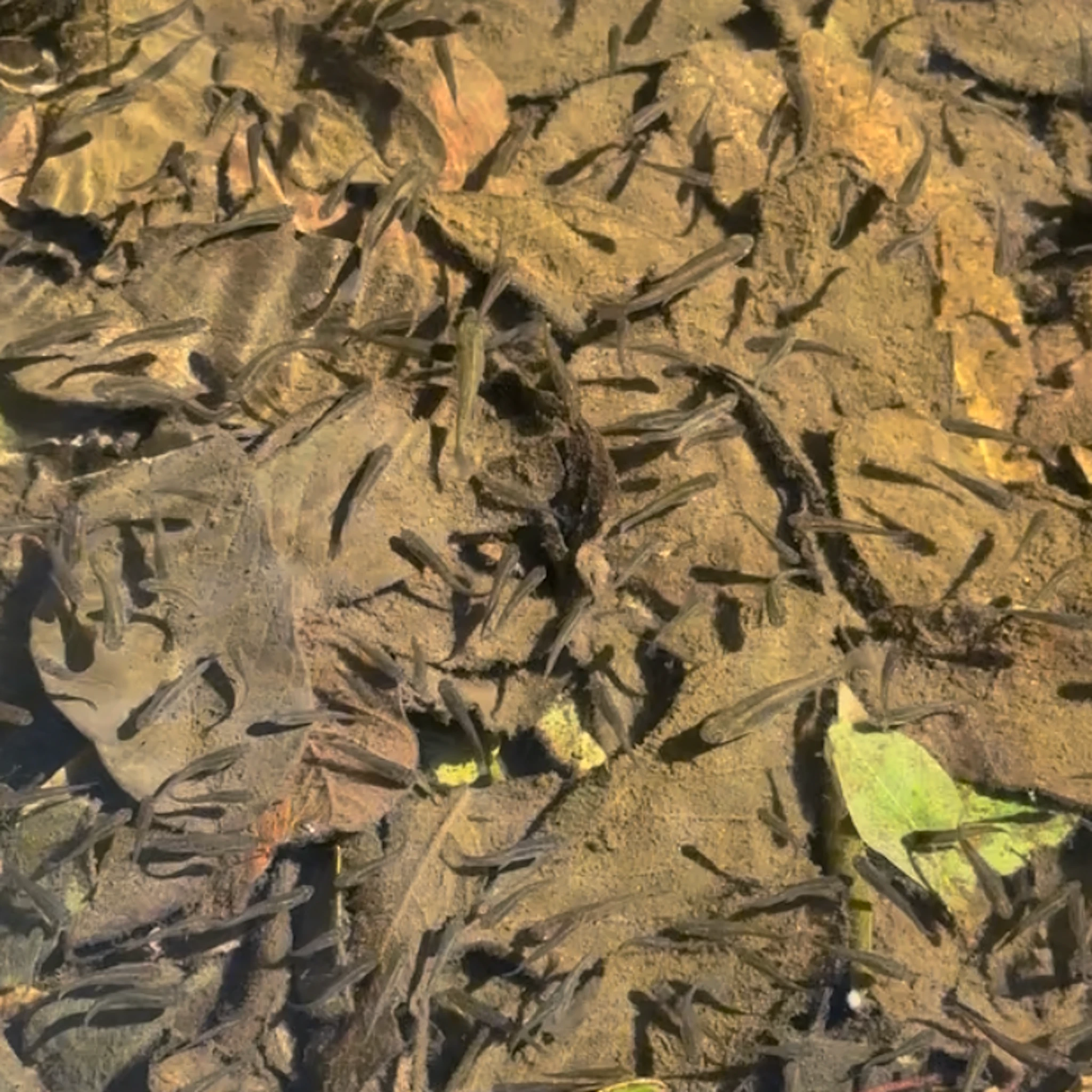 blue bear - Meyberg Creek