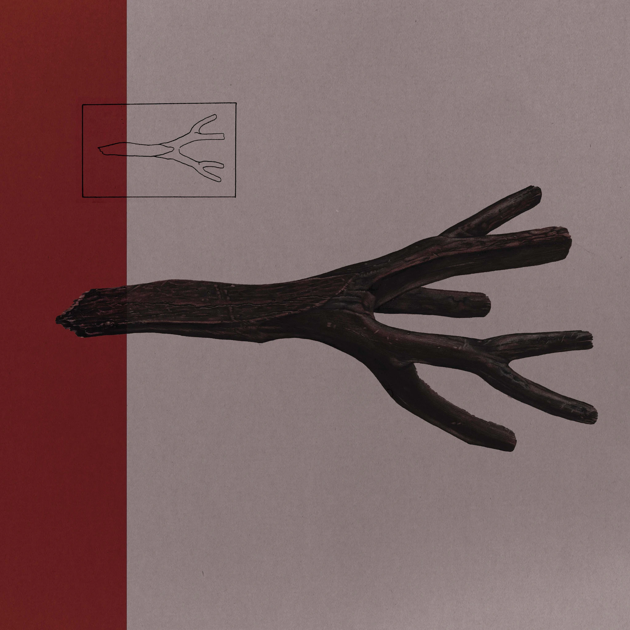 Cash O'Brien - Out on a Limb