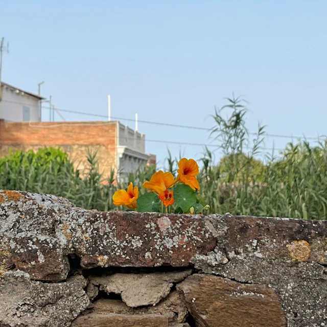 Màquina de Somnis - Mandarina