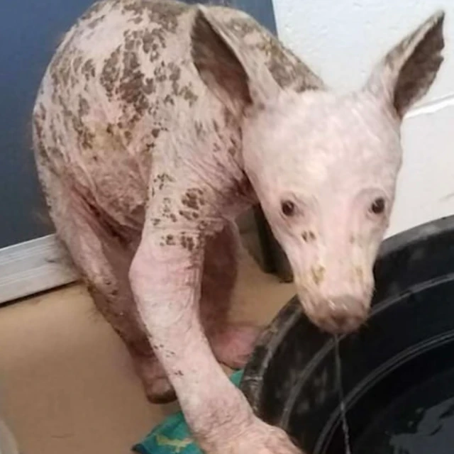 milk store - earbud demos