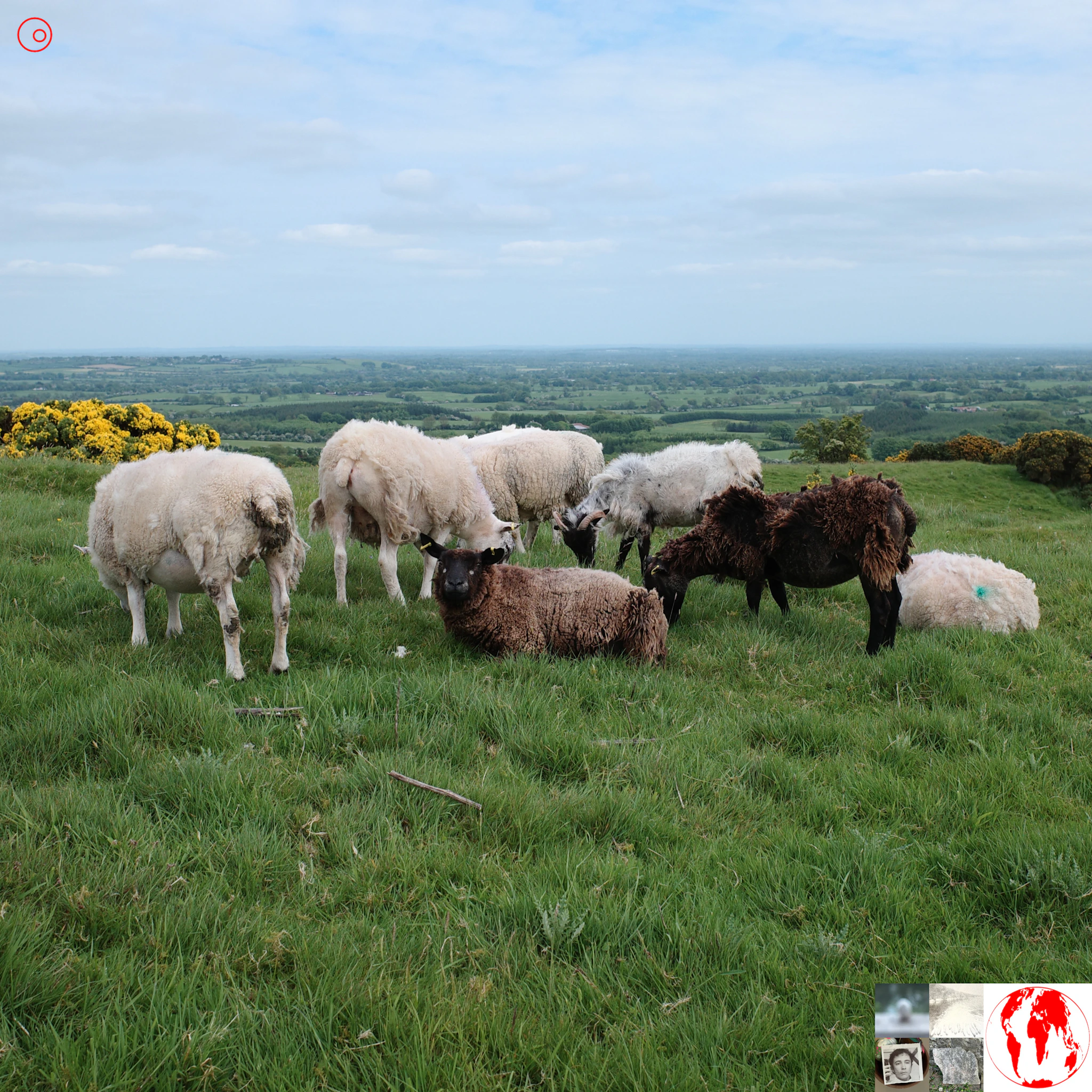 palinke - plac (demo 2024)