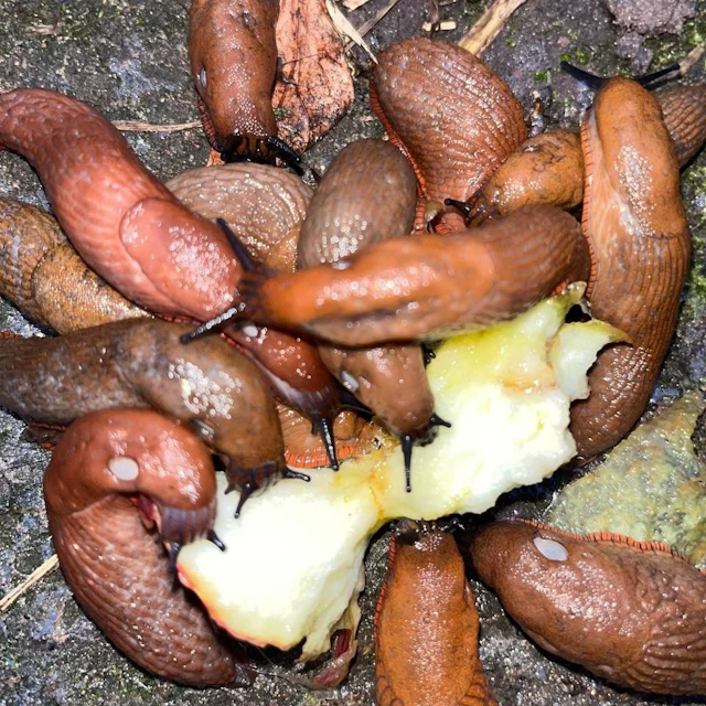 Yung Lake - Selected Ambient Works Vol. 23