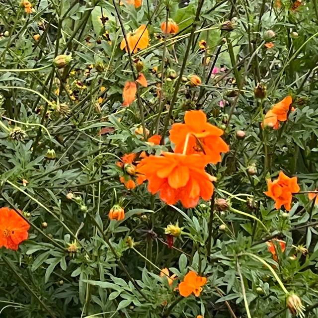 Jefre Cantu-Ledesma - September