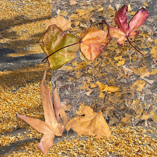 Benu Am Mer Edwards - When Leaves Look like Rodents