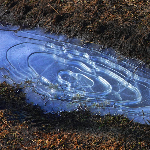 Canadian Rifles & tari - Mistral