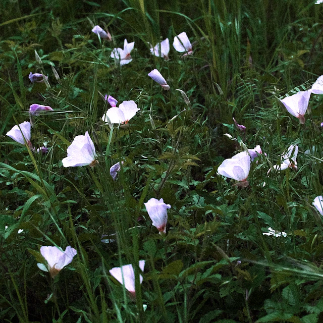 Claire de Lune - Claude Debussy