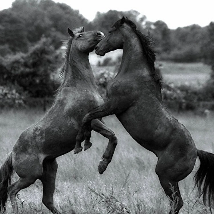 Horsehell & Mahal Kita