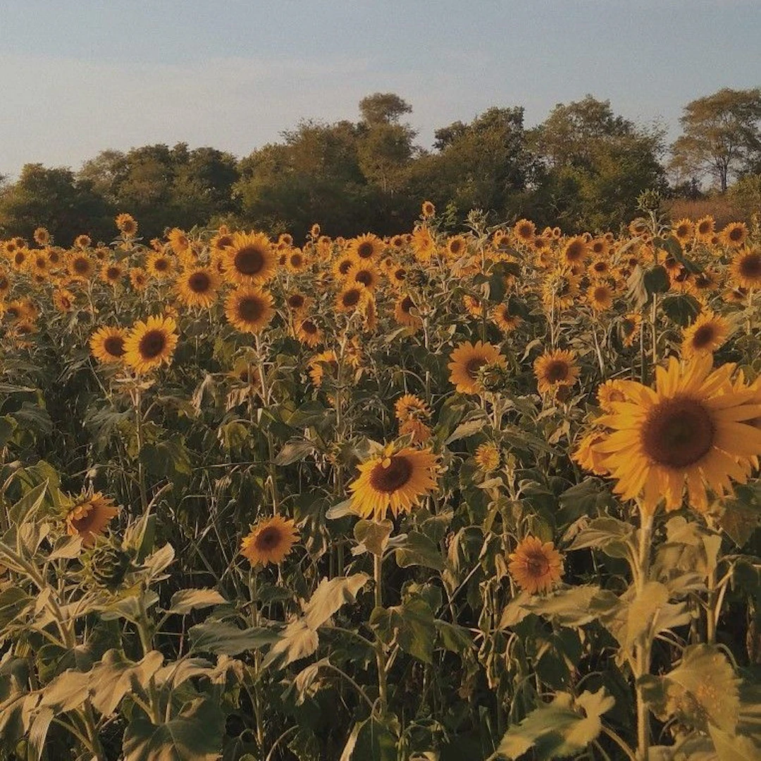 Willix - End of a sunflower.
